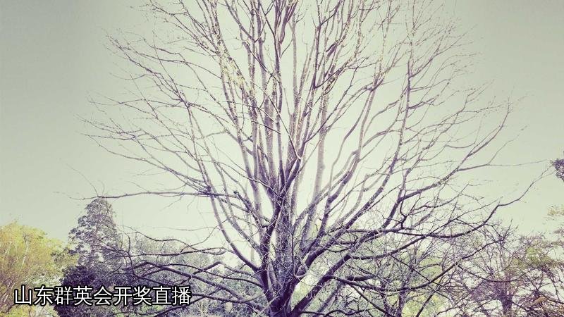 山东群英会开奖直播