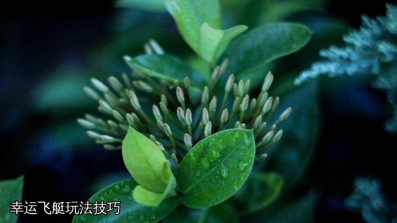 幸运飞艇玩法技巧